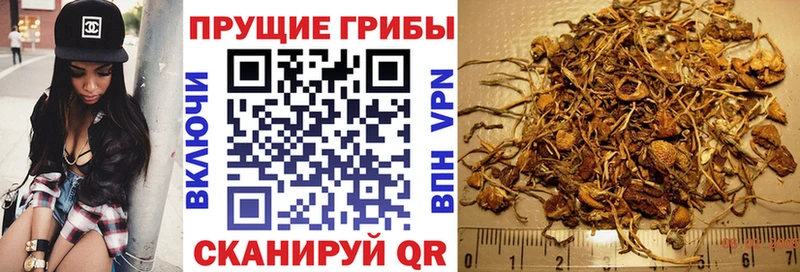 Галлюциногенные грибы Psilocybe  Старица 